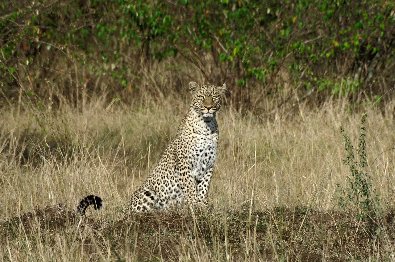 9-Day Kenya Bush & Beach Safari: Mara to Diani