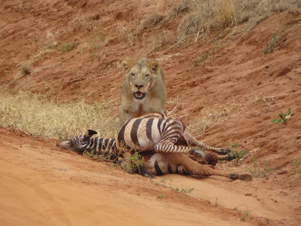 4-Day Amboseli & Tsavo West Southern Kenya Safari