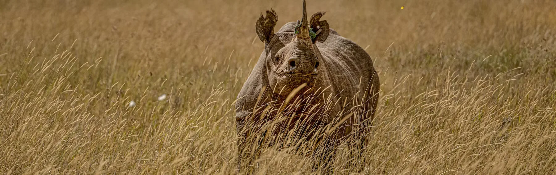 Loisaba Conservancy