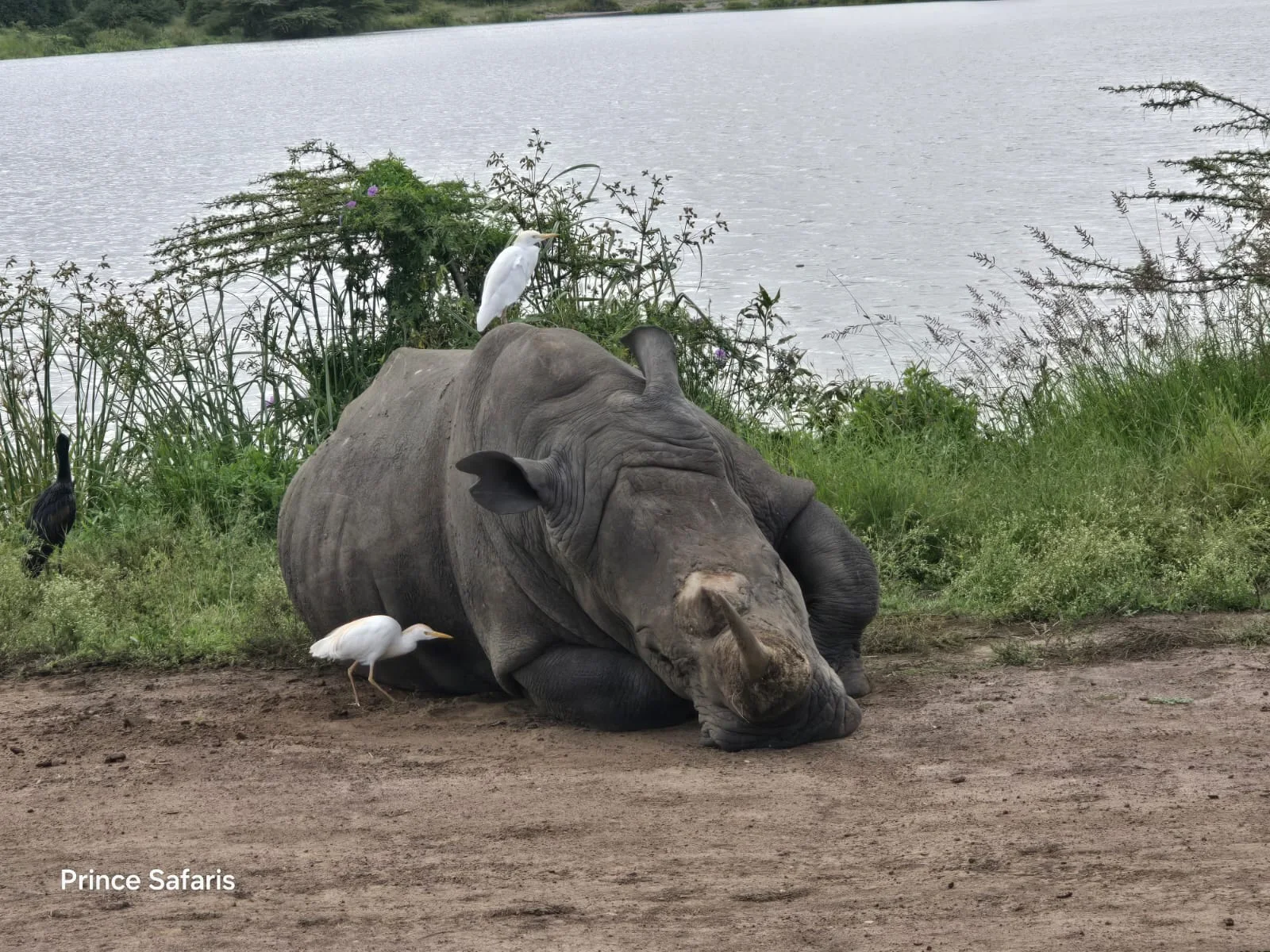 Half-Day Nairobi Wildlife & Conservation Experience