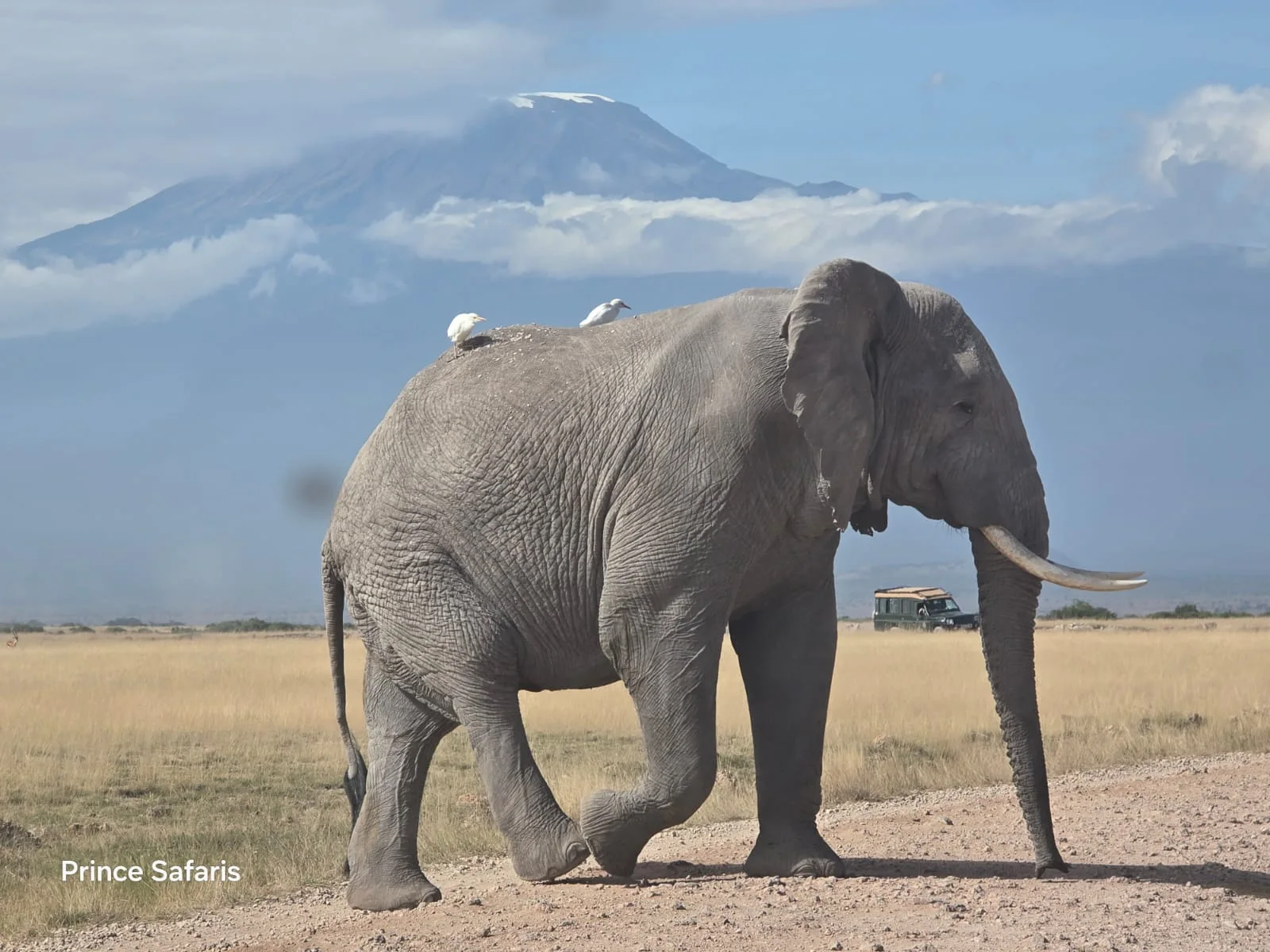 Elephants & Kilimanjaro in Kenya