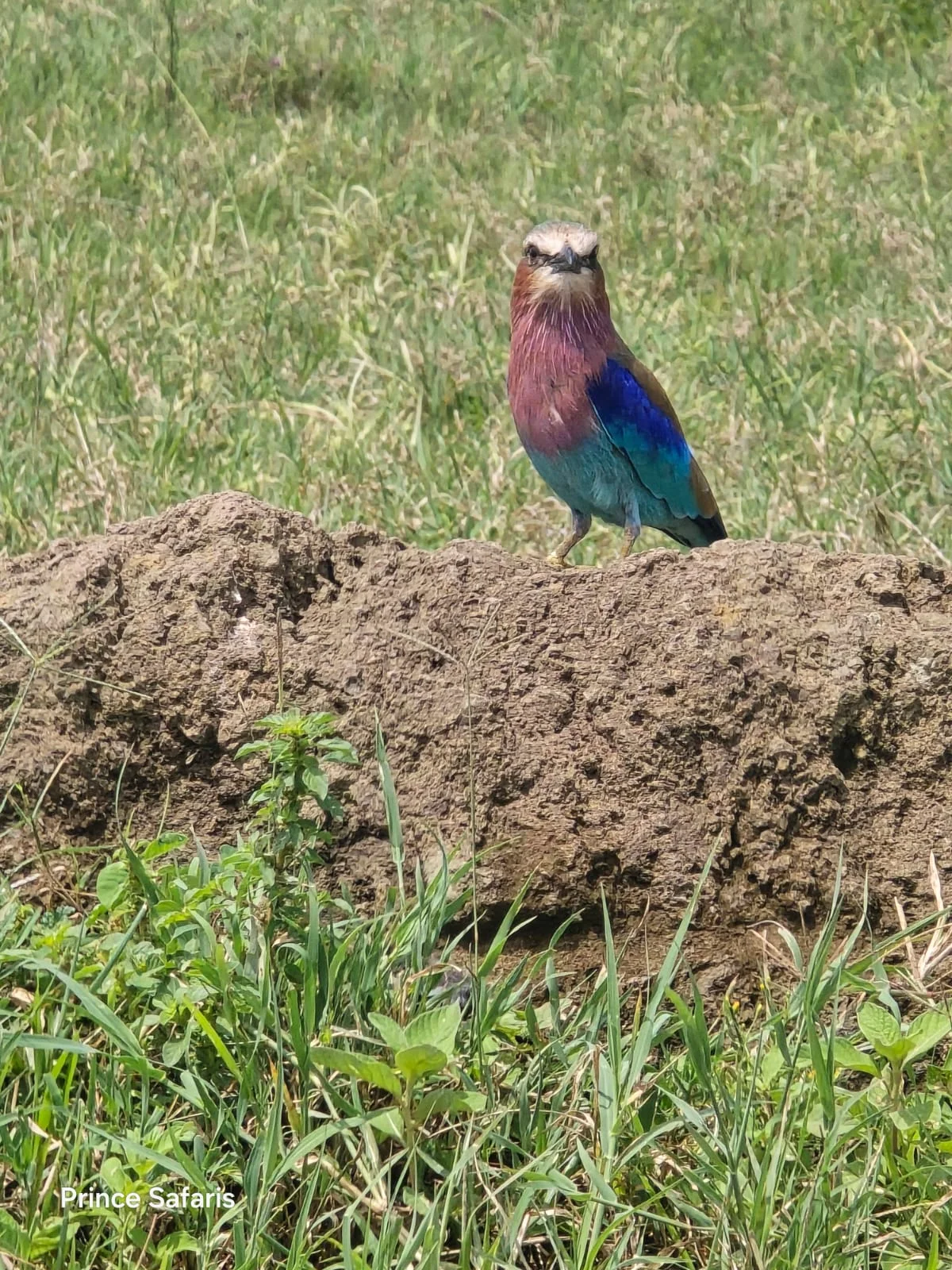 birding-safario