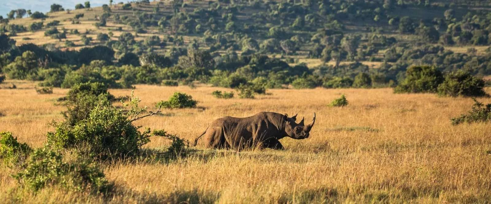 Borana Conservancy