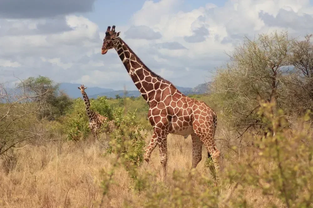 Meru National Park