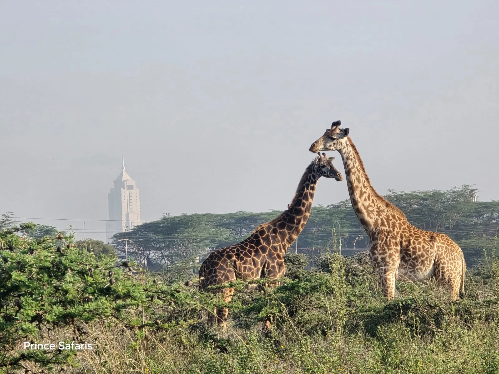 giraffes-at-the-nairobi-national-park-with-prince-safaris