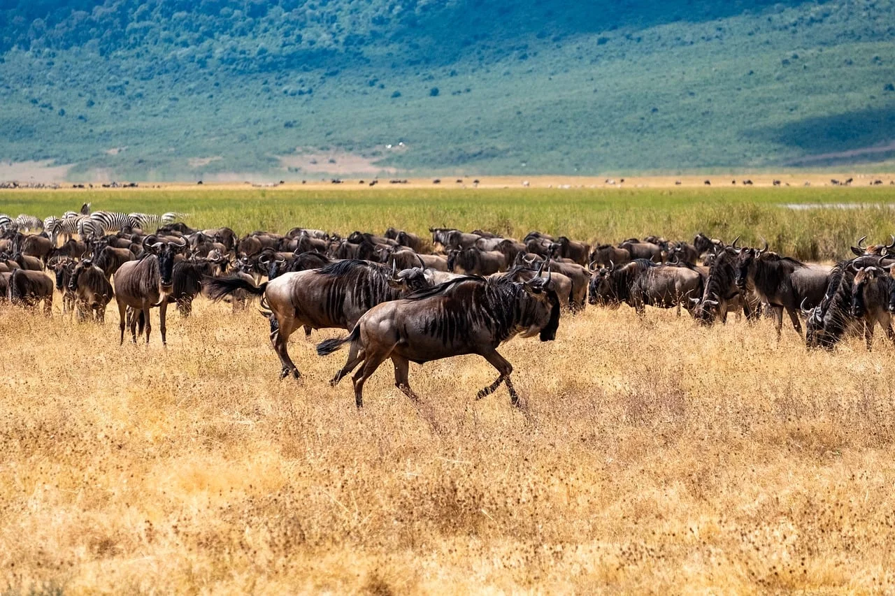 8-Day Best of Kenya Safari with Extra Masai Mara