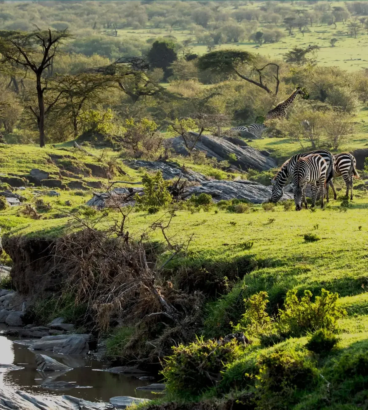 Mara Naboisho Conservancy