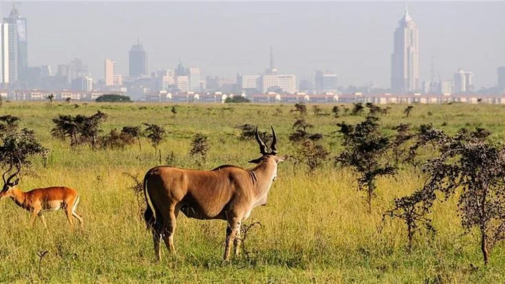 Half-Day Nairobi National Park Sunrise Safari