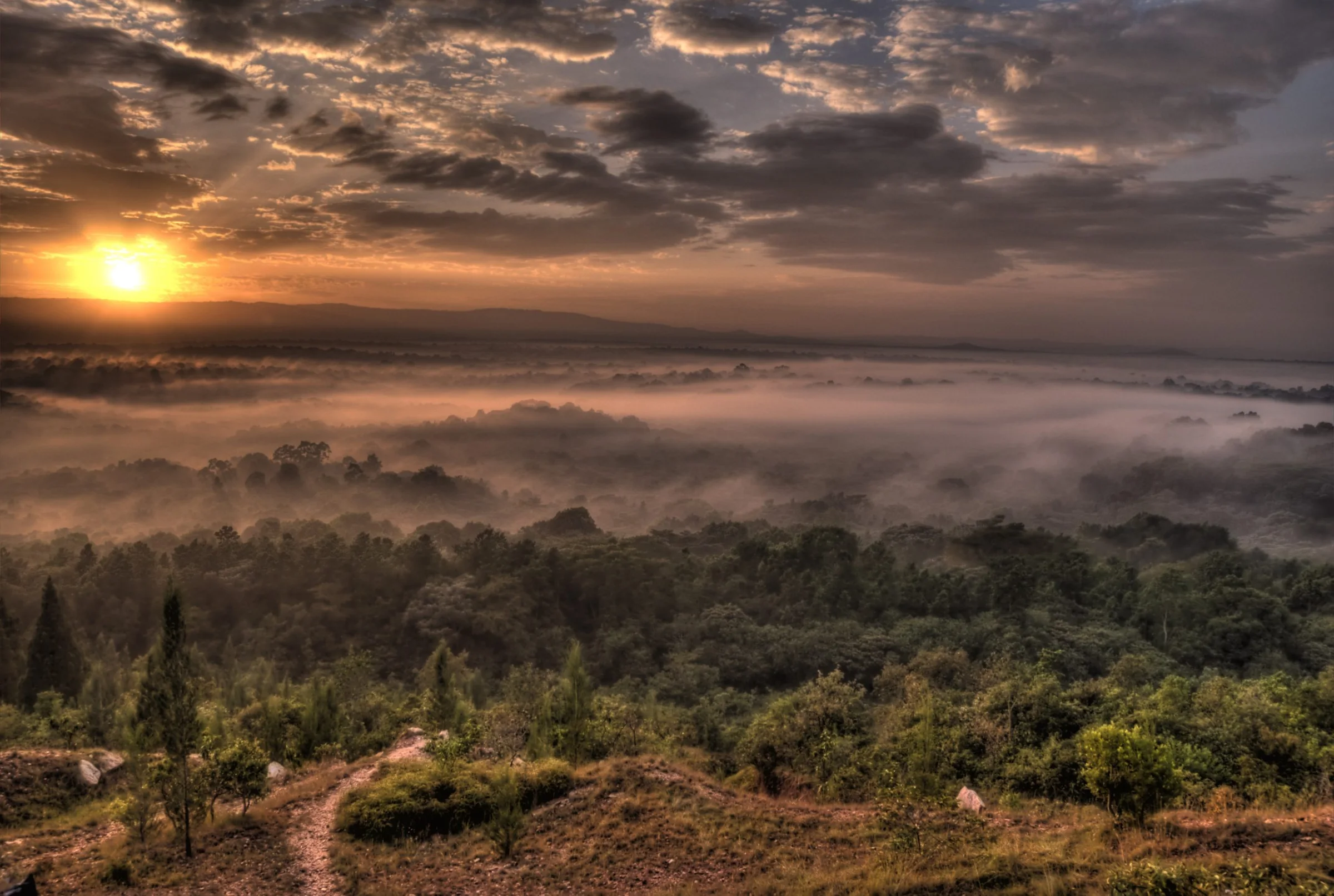 Kakamega Forest
