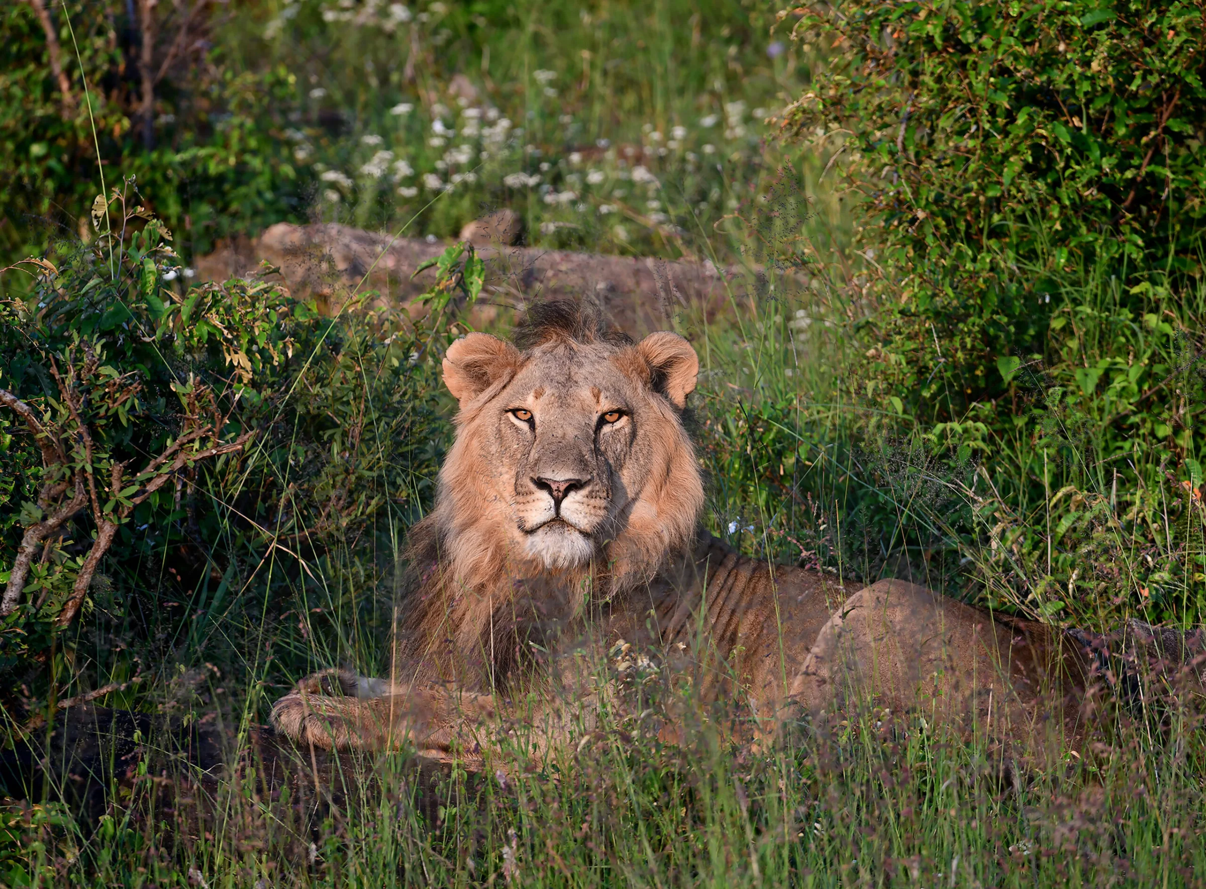 Lewa Wildlife Conservancy