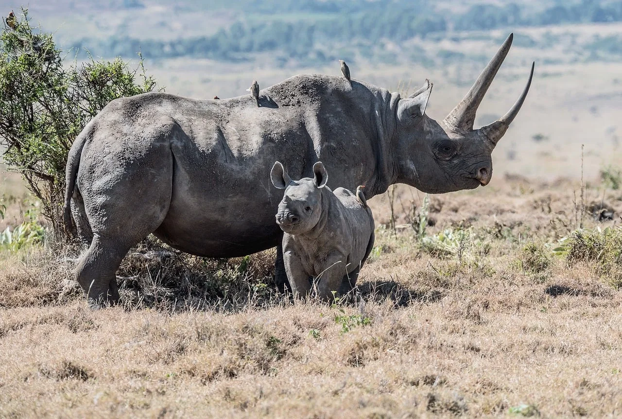 9-Day Grand Kenya Wildlife Circuit