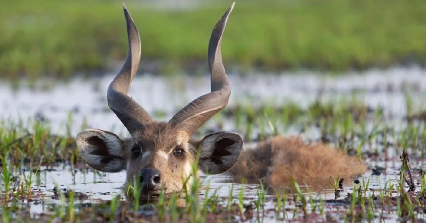 Saiwa Swamp National Park