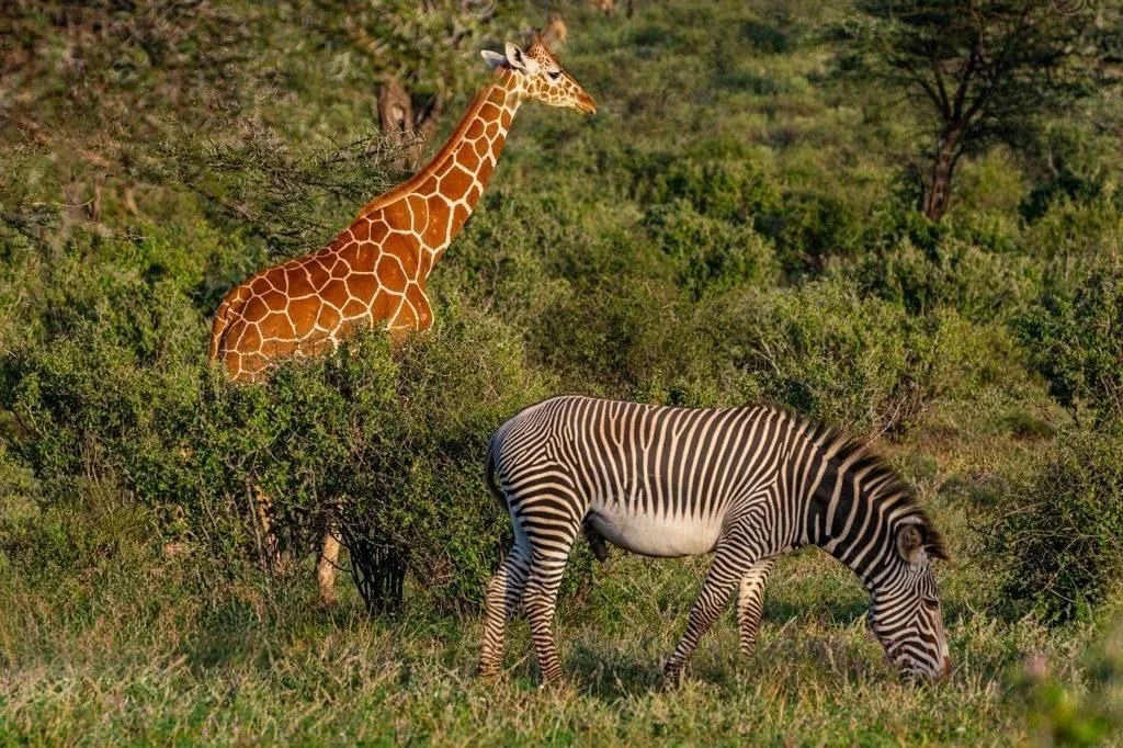 Samburu National Reserve