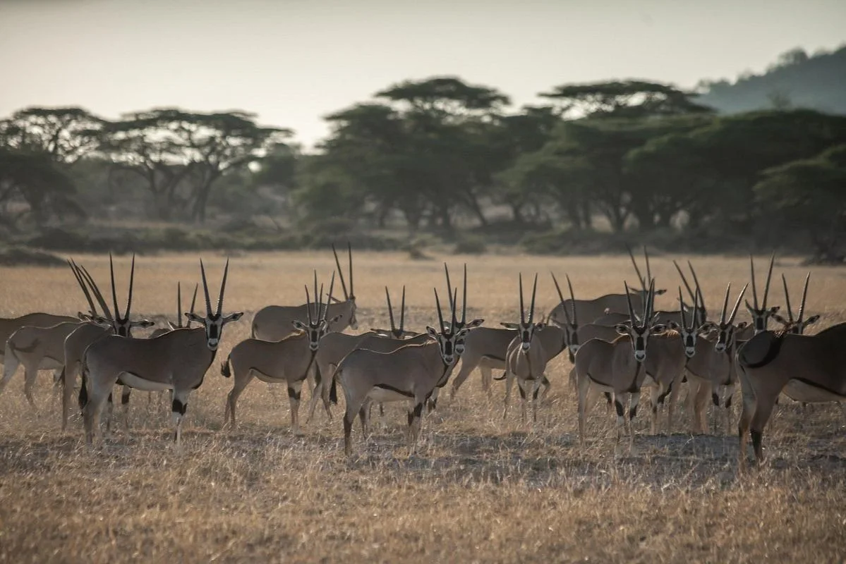 Shaba National Reserve