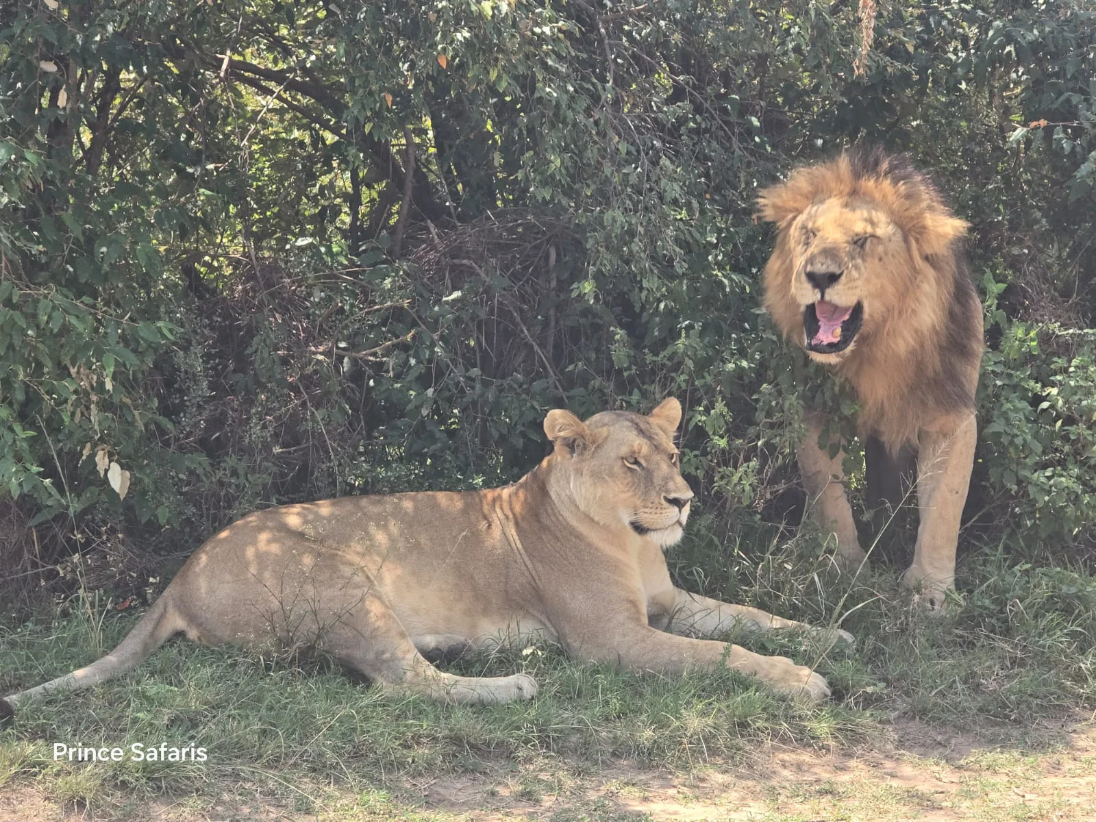 3-Day Masai Mara Big Cats & Plains Safari