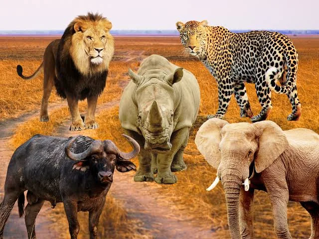Big Five Safari in Kenya