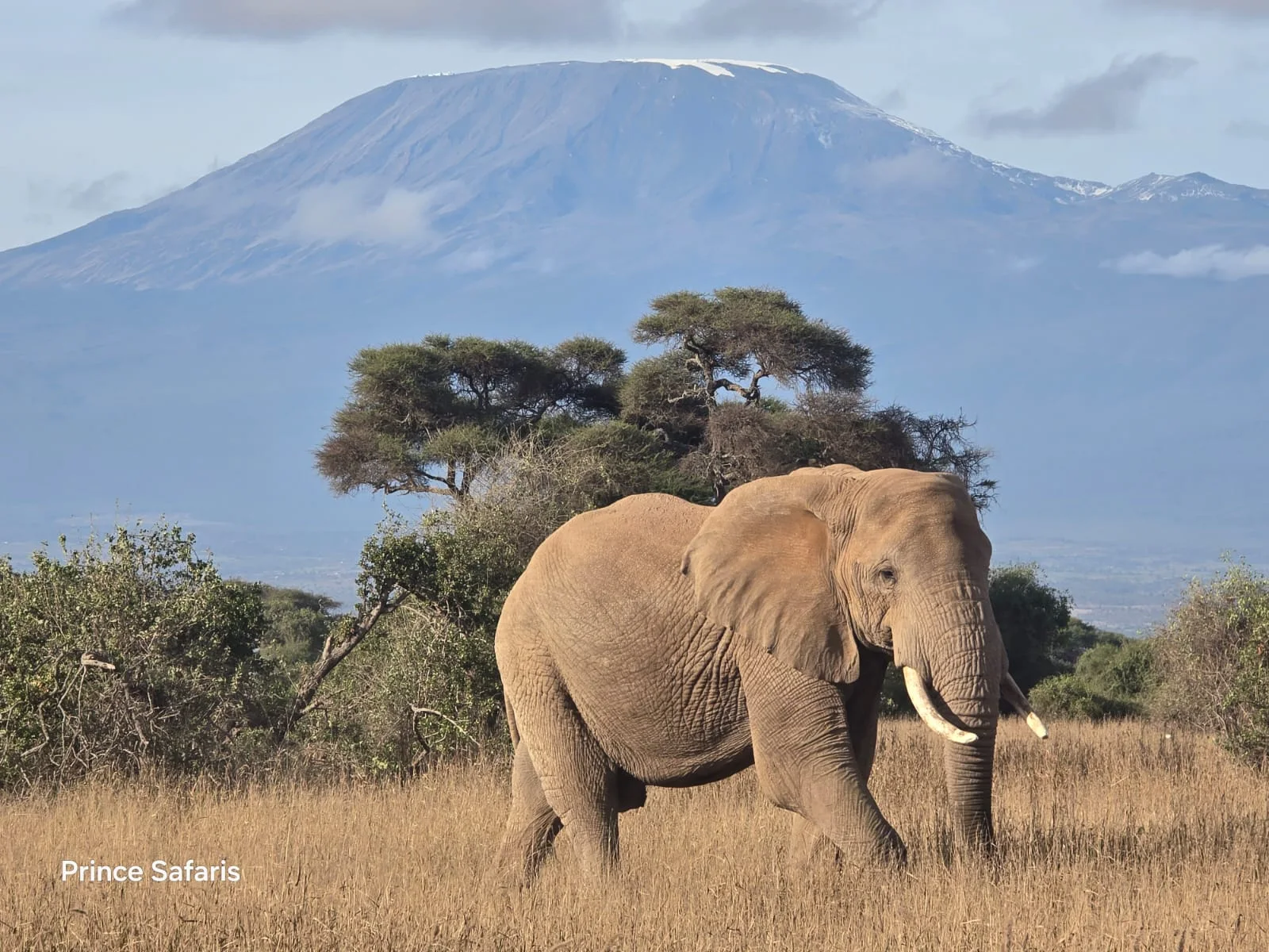 2-Day Amboseli Elephants & Kilimanjaro Safari