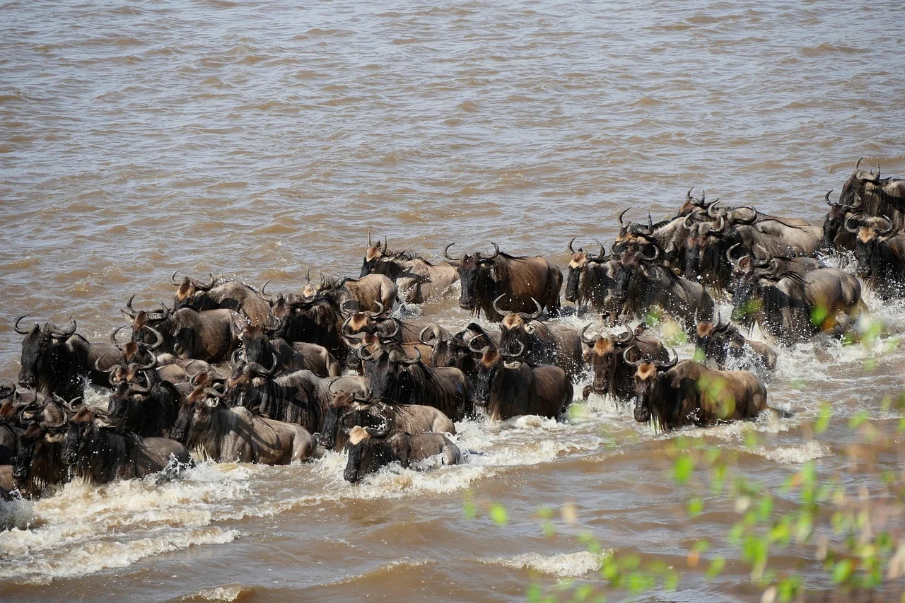 Great Migration Safari in Kenya